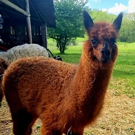 Alpaka Luebsee 아파트 Lubsee