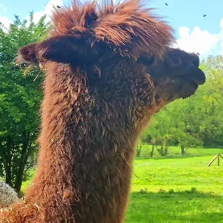 Alpaka Luebsee * Lubsee